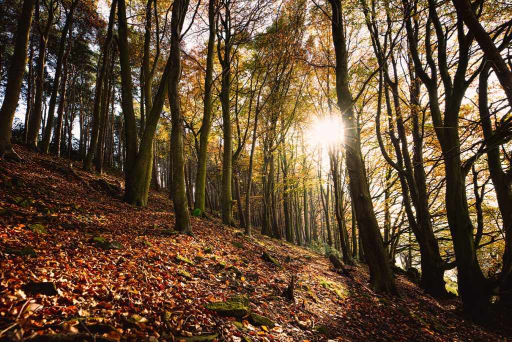 Swinney Wood